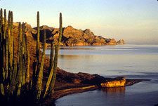 Mexico-Baja-Sea of Cortez Islands & Whale Watching